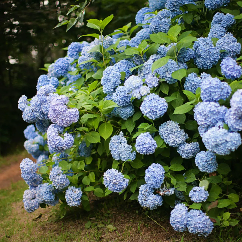 💙 Hydrangea macrophylla – Blauwe Hortensia Everspring