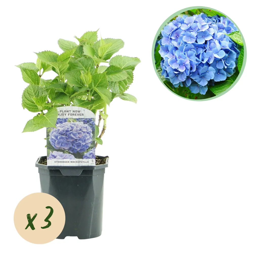 🌸 Hydrangea macrophylla – Blauwe Hortensia (3 Stuks) Everspring