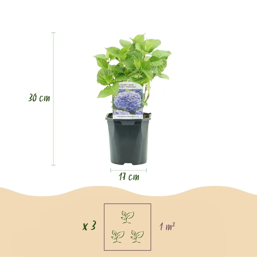 🌸 Hydrangea macrophylla – Blauwe Hortensia (3 Stuks) Everspring