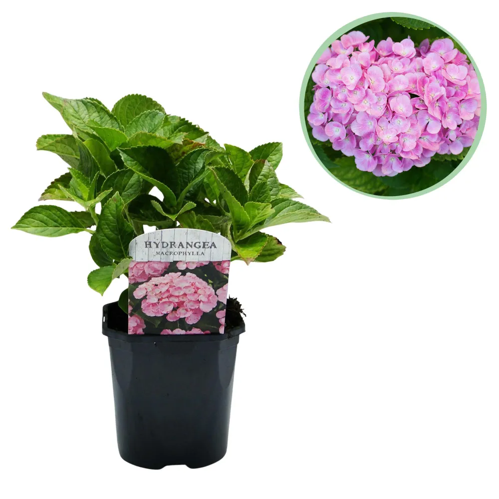 🌸 Hydrangea macrophylla ‘Pink’ – Roze Hortensia Everspring