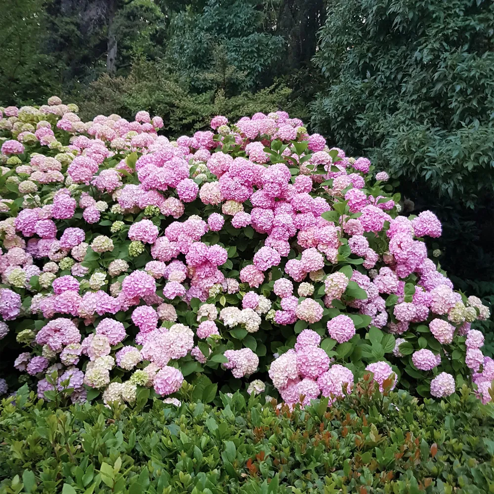🌸 Hydrangea macrophylla ‘Pink’ – Roze Hortensia Everspring