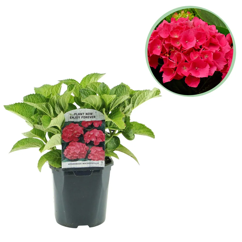 ❤️ Hydrangea macrophylla – Rode Hortensia Everspring