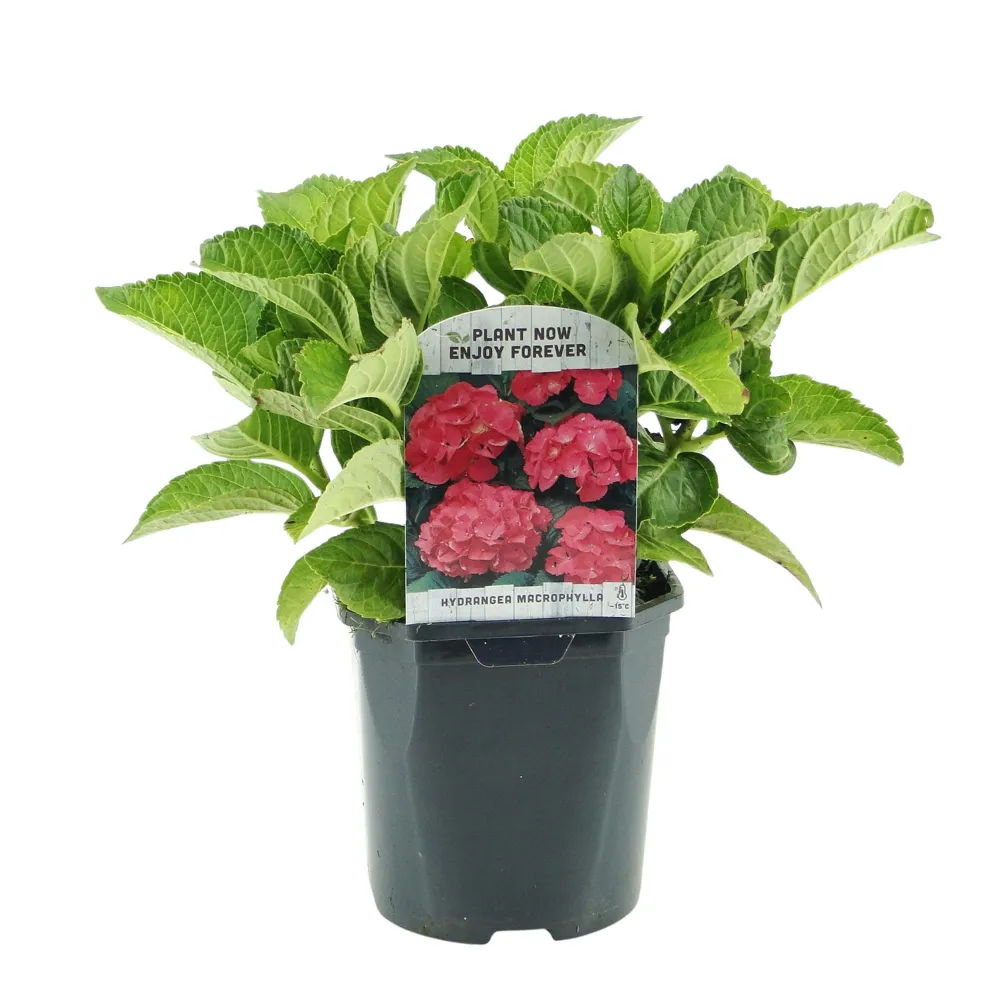 ❤️ Hydrangea macrophylla – Rode Hortensia Everspring