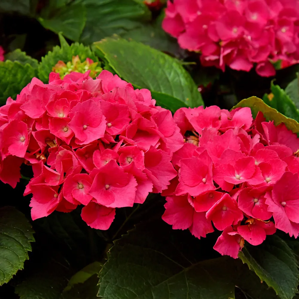 ❤️ Hydrangea macrophylla – Rode Hortensia Everspring