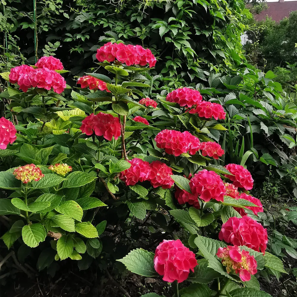 ❤️ Hydrangea macrophylla – Rode Hortensia Everspring