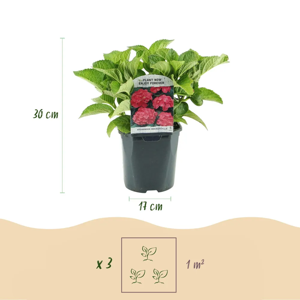 ❤️ Hydrangea macrophylla – Rode Hortensia Everspring
