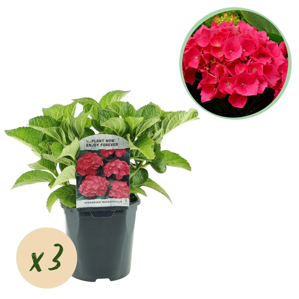 ❤️ Hydrangea macrophylla – Rode Hortensia (3 Stuks) Everspring