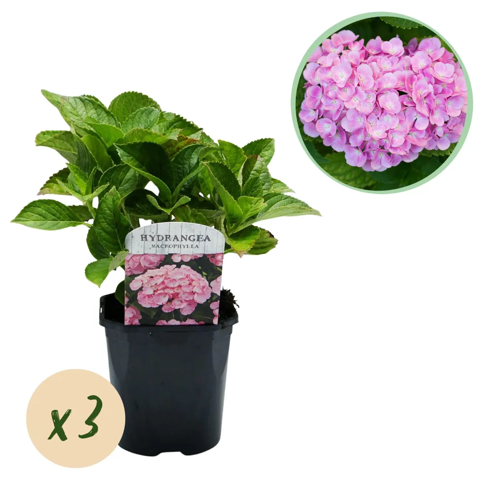 💗 Hydrangea macrophylla – Roze Hortensia (3 Stuks) Everspring