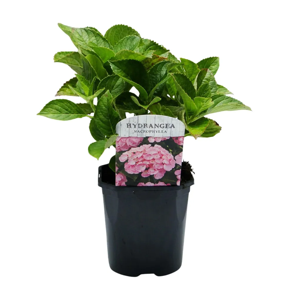 💗 Hydrangea macrophylla – Roze Hortensia (3 Stuks) Everspring