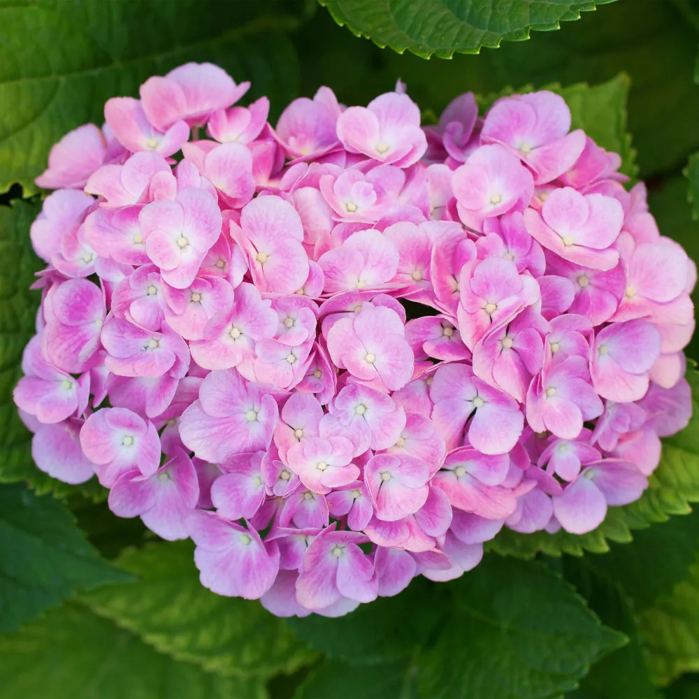 💗 Hydrangea macrophylla – Roze Hortensia (3 Stuks) Everspring
