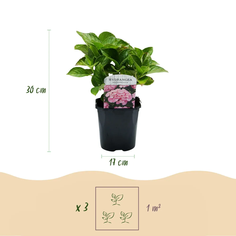 💗 Hydrangea macrophylla – Roze Hortensia (3 Stuks) Everspring