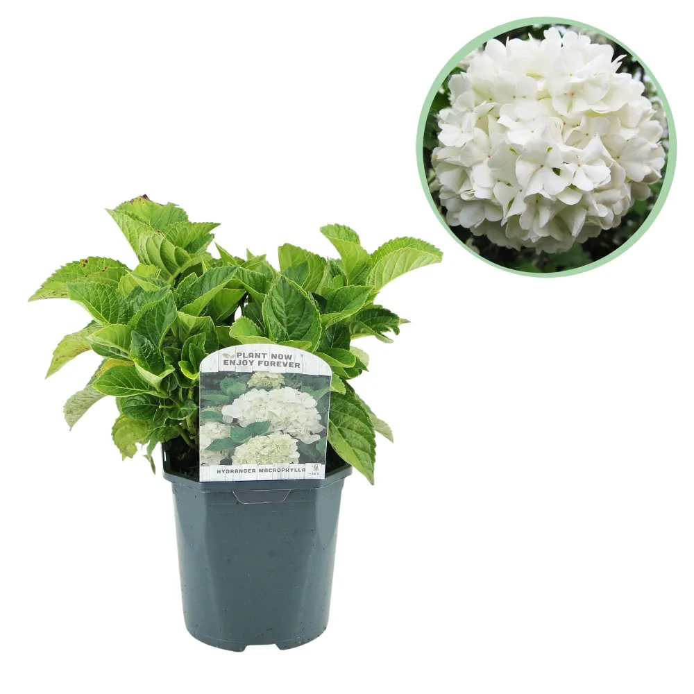 🤍 Hydrangea macrophylla – Witte Hortensia Everspring