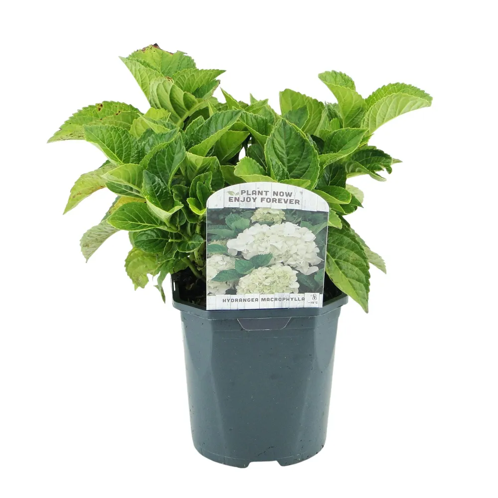 🤍 Hydrangea macrophylla – Witte Hortensia Everspring