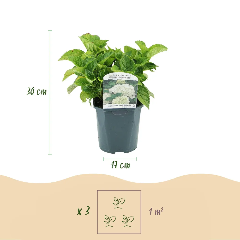 🤍 Hydrangea macrophylla – Witte Hortensia Everspring