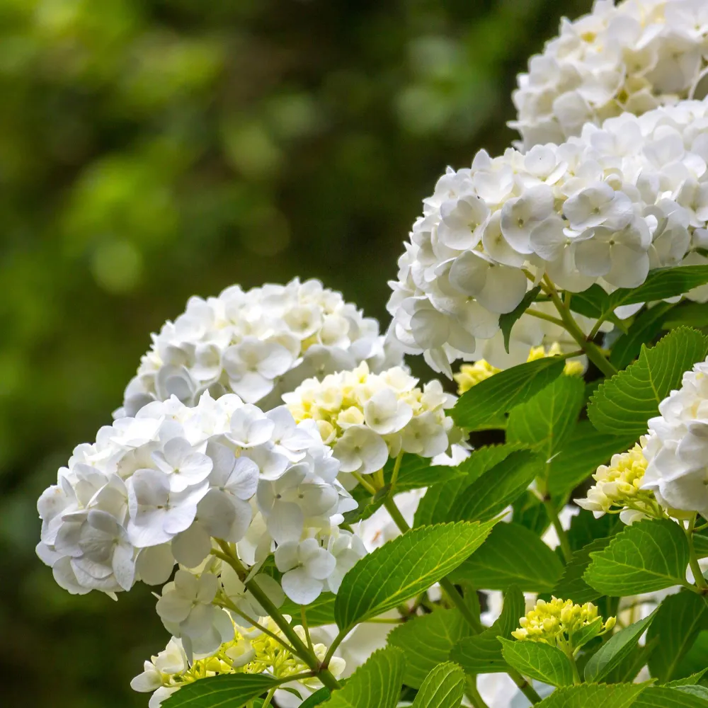 🤍 Hydrangea macrophylla – Witte Hortensia Everspring