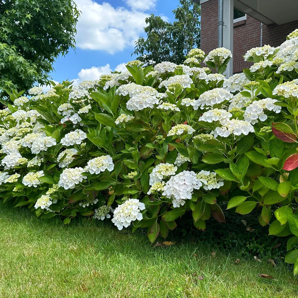 🤍 Hydrangea macrophylla – Witte Hortensia Everspring