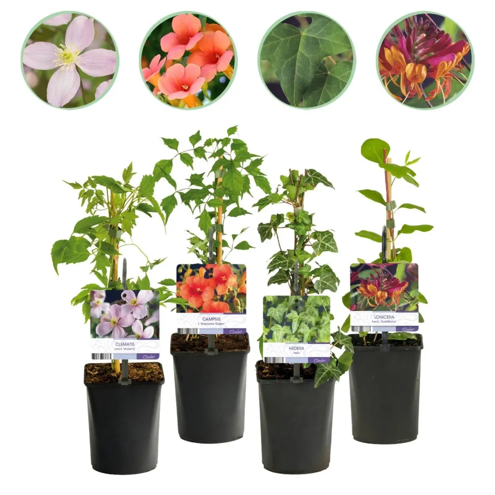 🌈 Klimplanten Mix ‘Rainbow’ (4 Stuks) Everspring