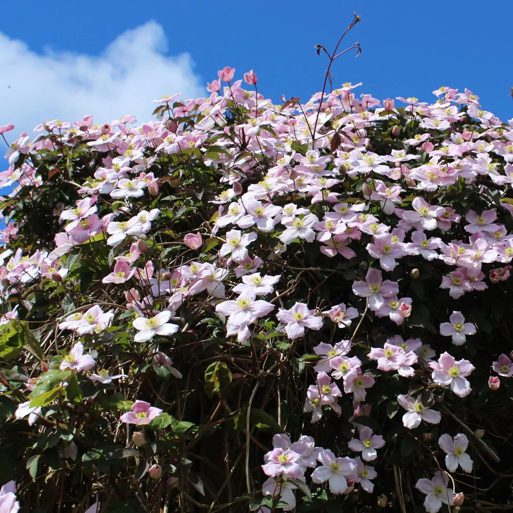 🌈 Klimplanten Mix ‘Rainbow’ (4 Stuks) Everspring
