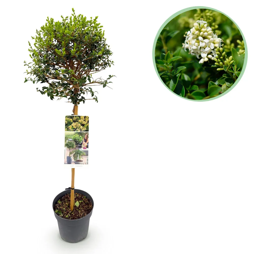 🌿 Ligustrum delavayanum – Liguster op Stam Everspring