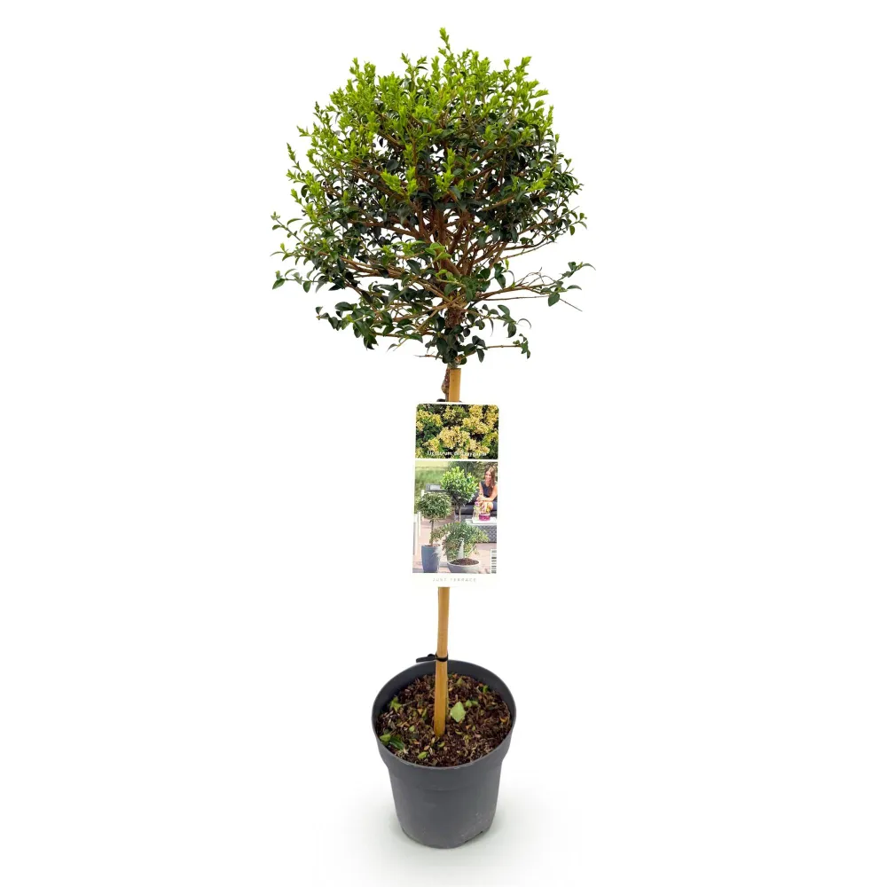 🌿 Ligustrum delavayanum – Liguster op Stam Everspring