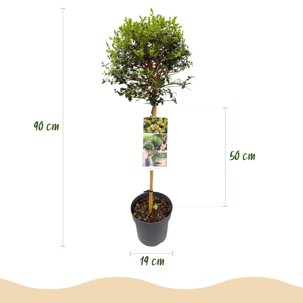 🌿 Ligustrum delavayanum – Liguster op Stam Everspring