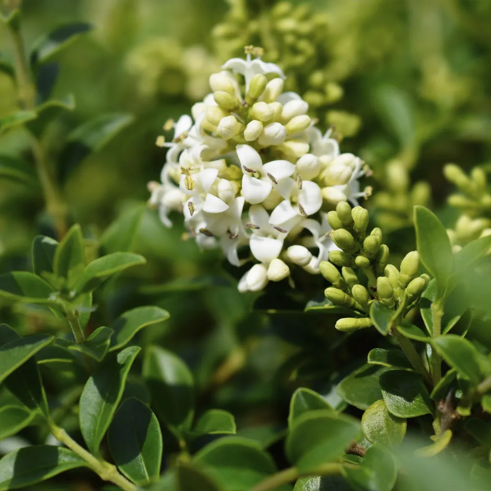 🌿 Ligustrum delavayanum – Liguster op Stam Everspring