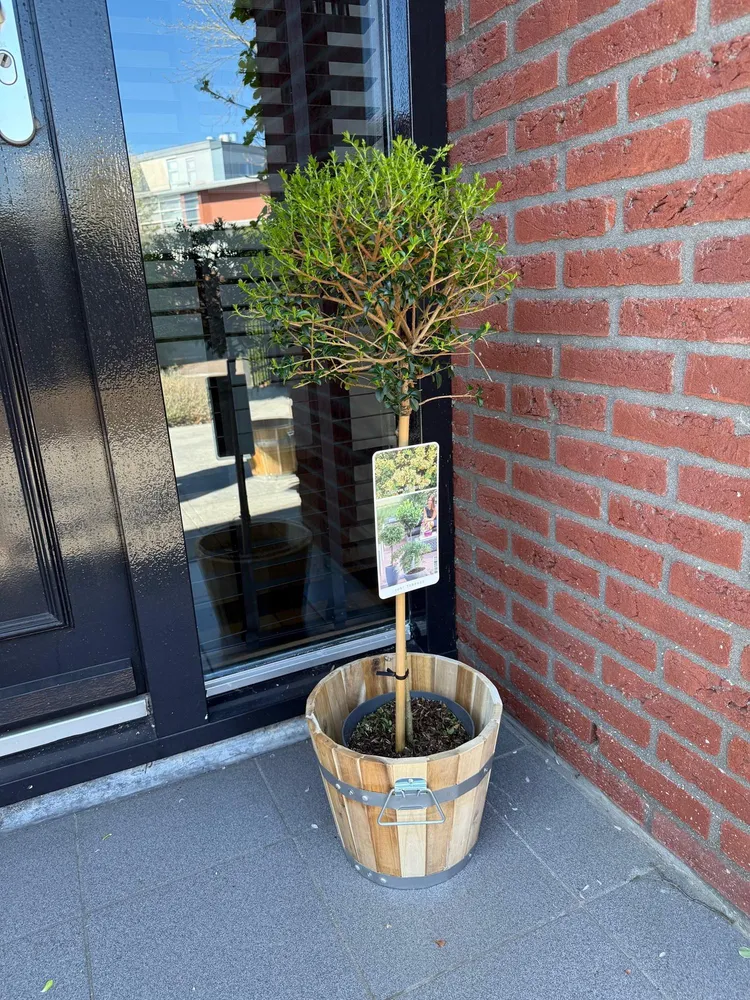 🌿 Ligustrum delavayanum – Liguster op Stam Everspring