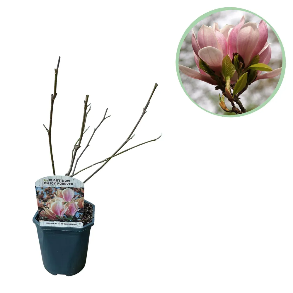 🌸 Magnolia × soulangeana – Beverboom Everspring