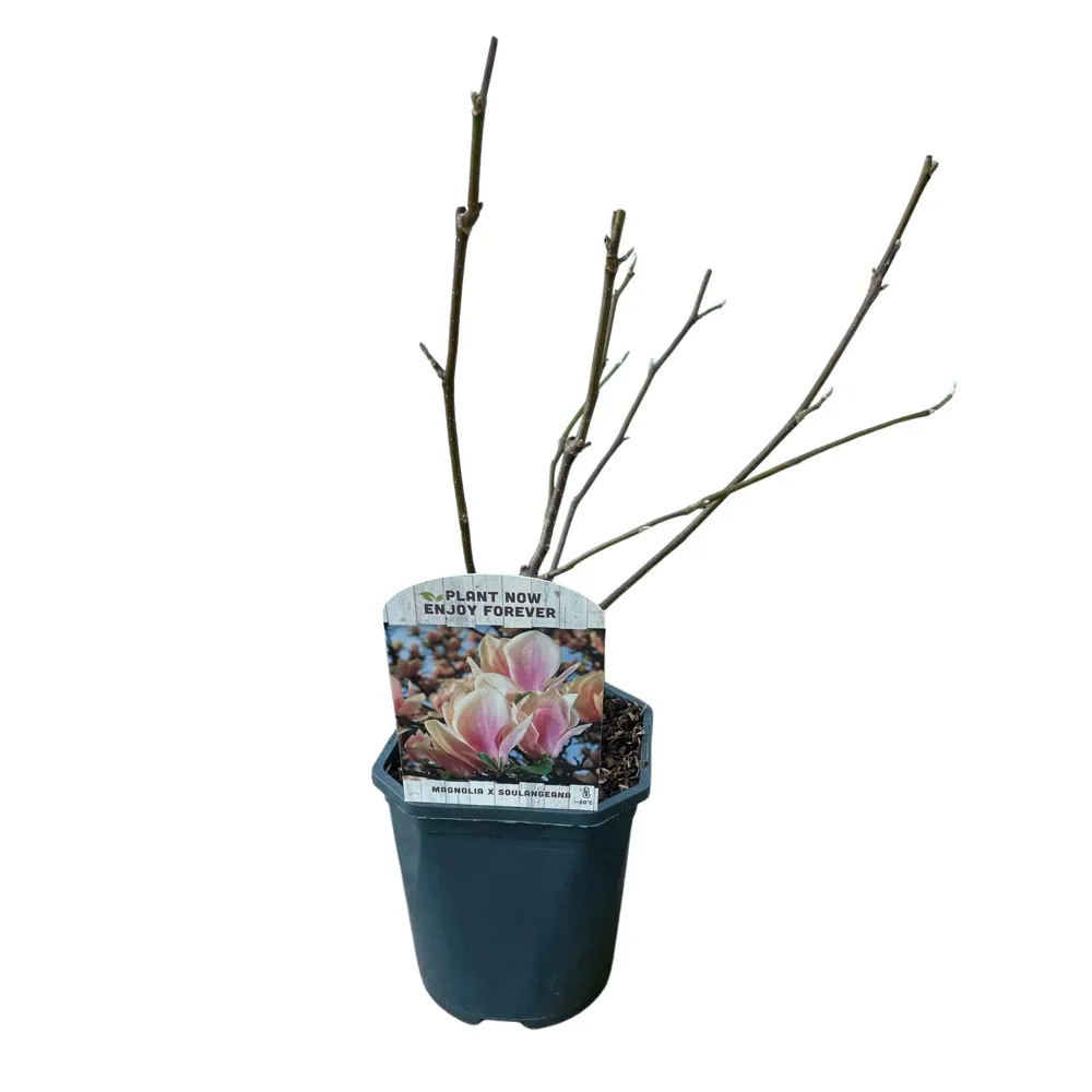 🌸 Magnolia × soulangeana – Beverboom Everspring