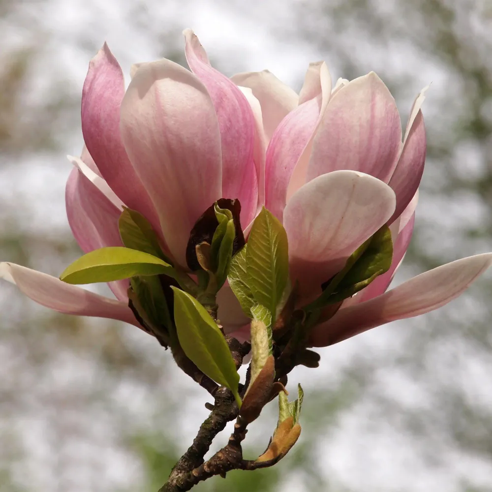 🌸 Magnolia × soulangeana – Beverboom Everspring