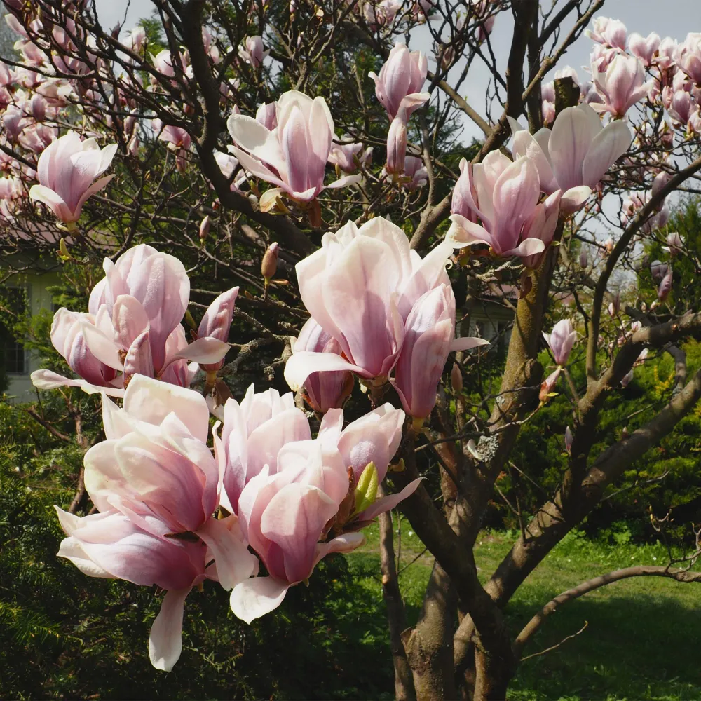 🌸 Magnolia × soulangeana – Beverboom Everspring