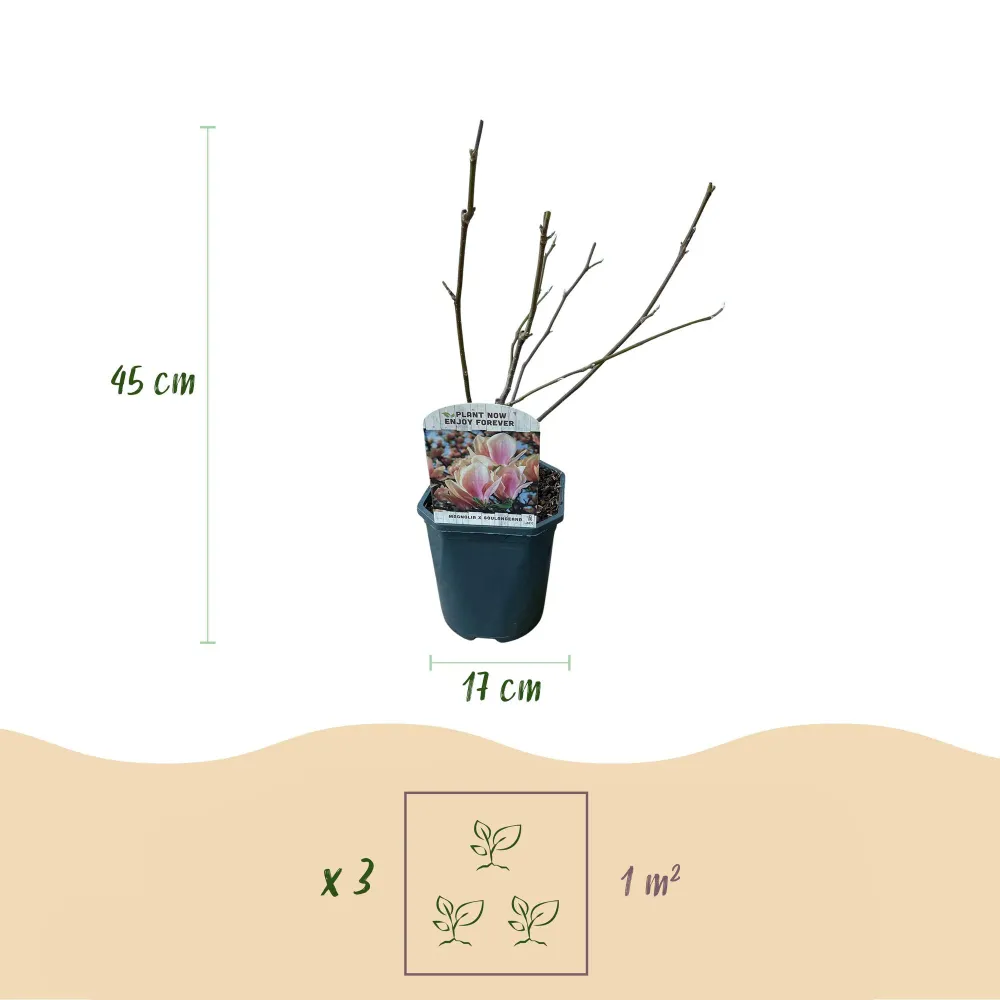 🌸 Magnolia × soulangeana – Beverboom Everspring