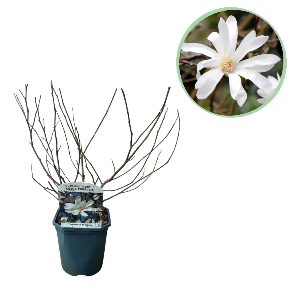 🤍 Magnolia stellata – Stermagnolia Everspring