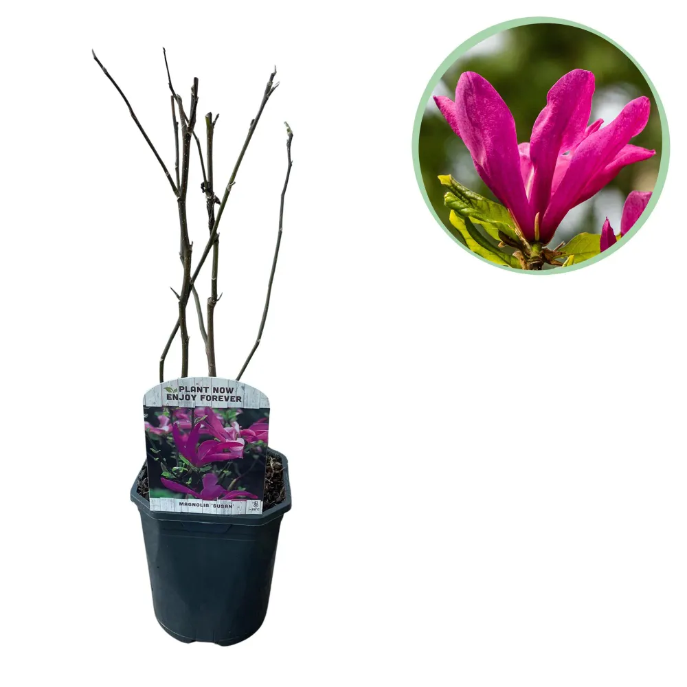 🌸 Magnolia ‘Susan’ – Magnolia Everspring