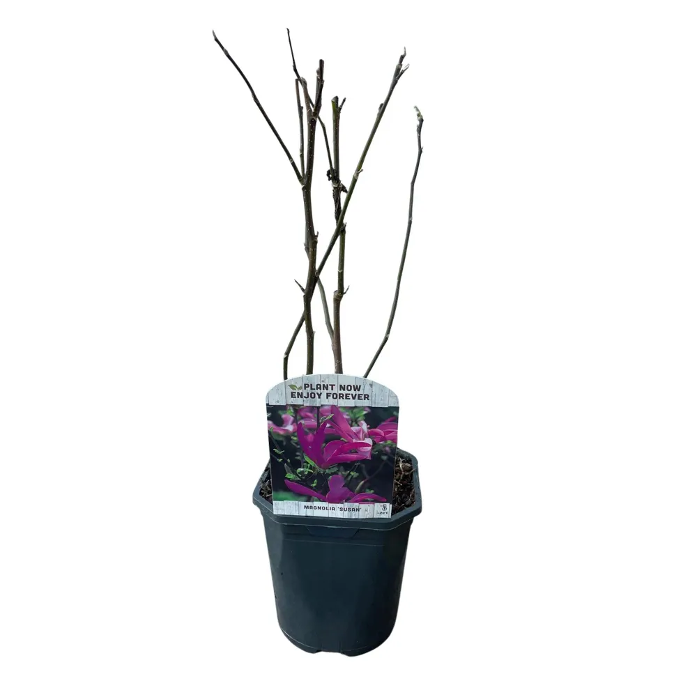 🌸 Magnolia ‘Susan’ – Magnolia Everspring