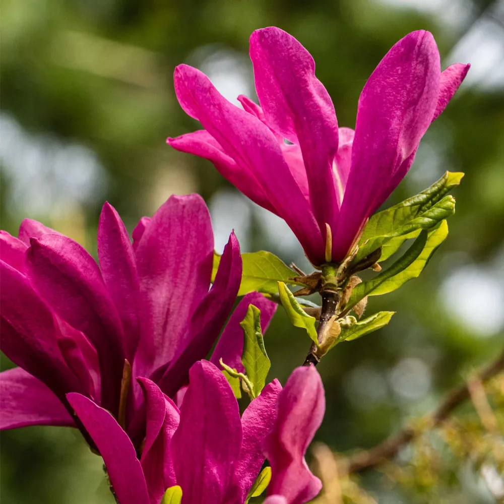 🌸 Magnolia ‘Susan’ – Magnolia Everspring