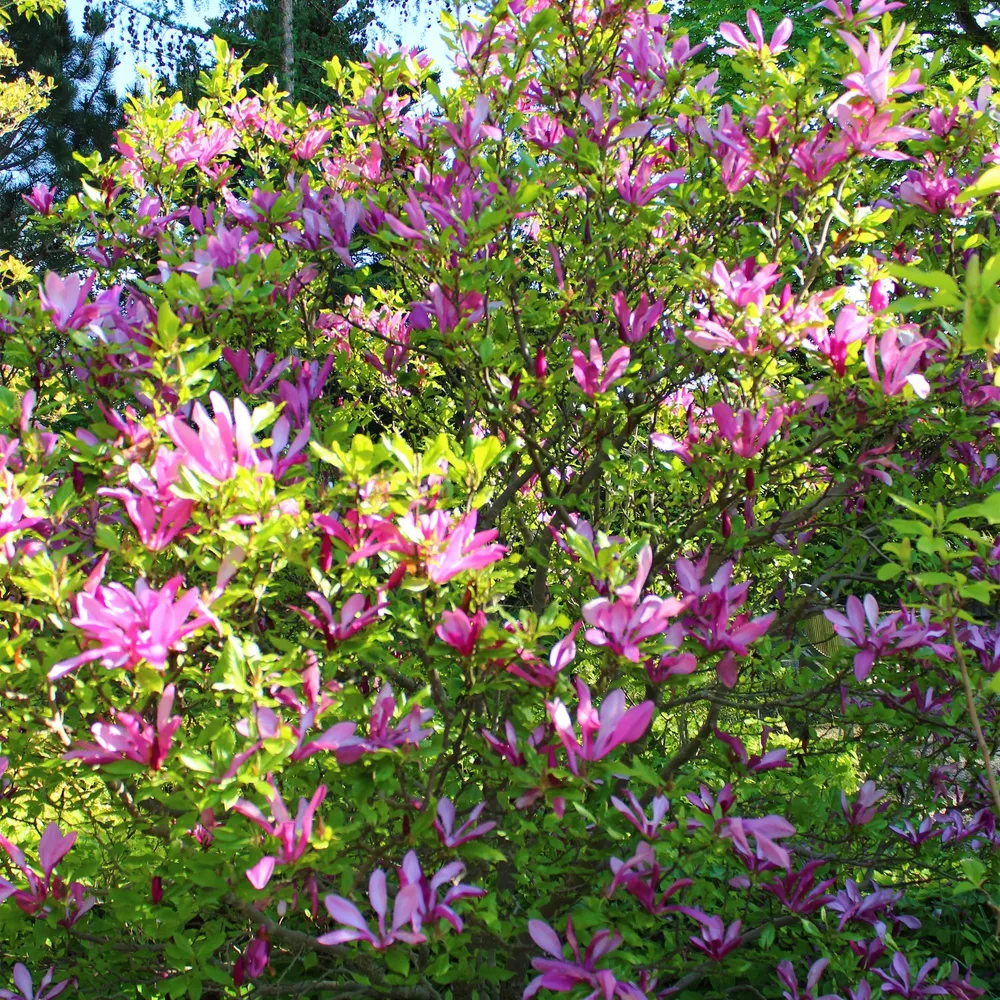 🌸 Magnolia ‘Susan’ – Magnolia Everspring