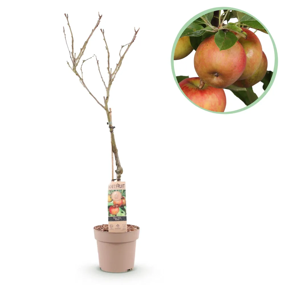 🍏 Malus domestica ‘Elstar’ – Appelboom Everspring