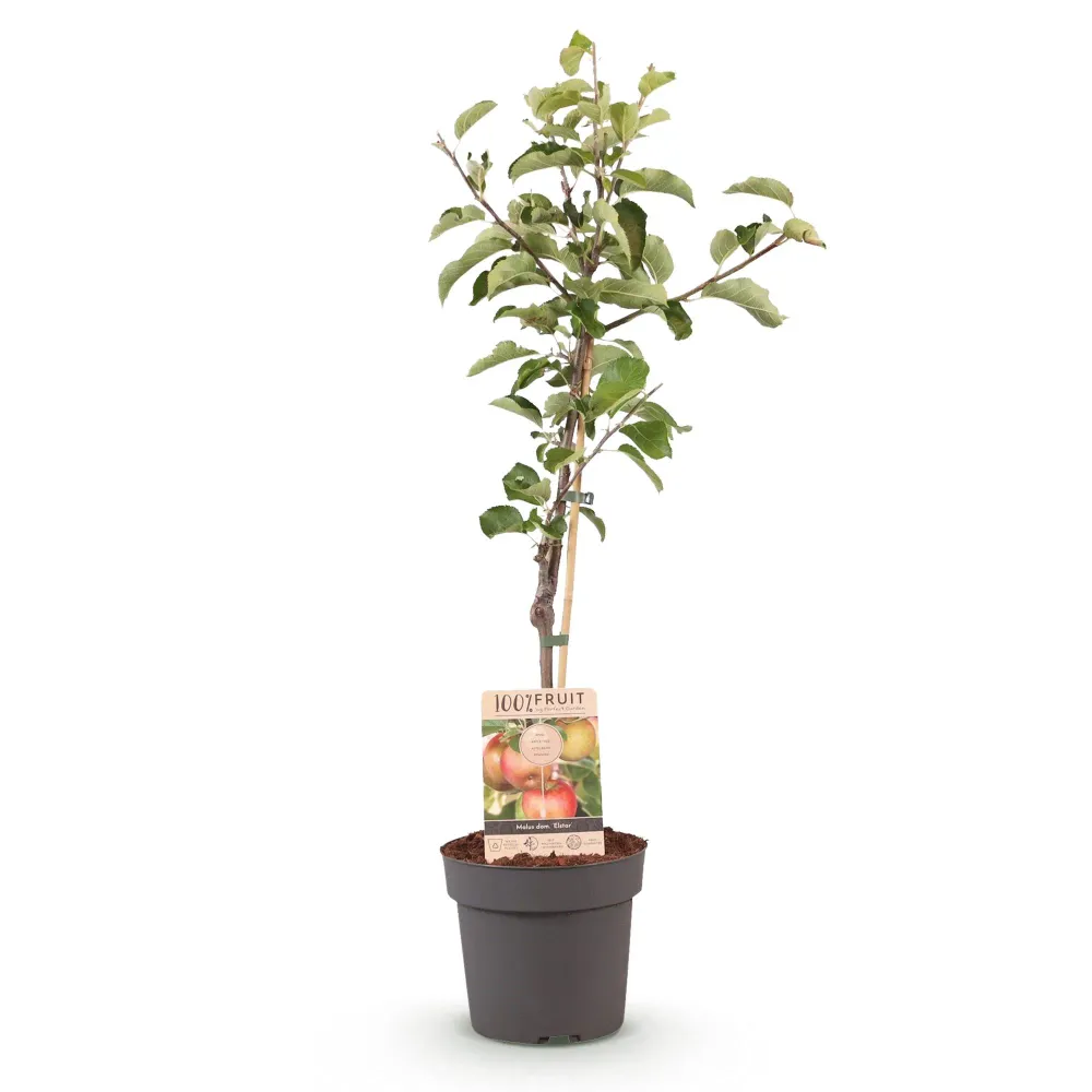 🍏 Malus domestica ‘Elstar’ – Appelboom Everspring