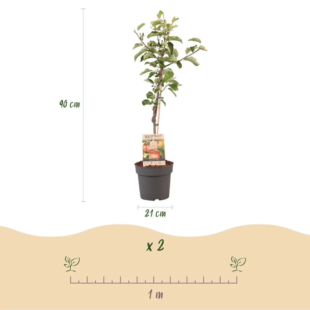 🍏 Malus domestica ‘Elstar’ – Appelboom Everspring