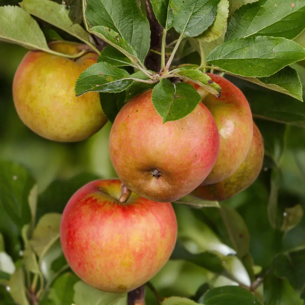 🍏 Malus domestica ‘Elstar’ – Appelboom Everspring