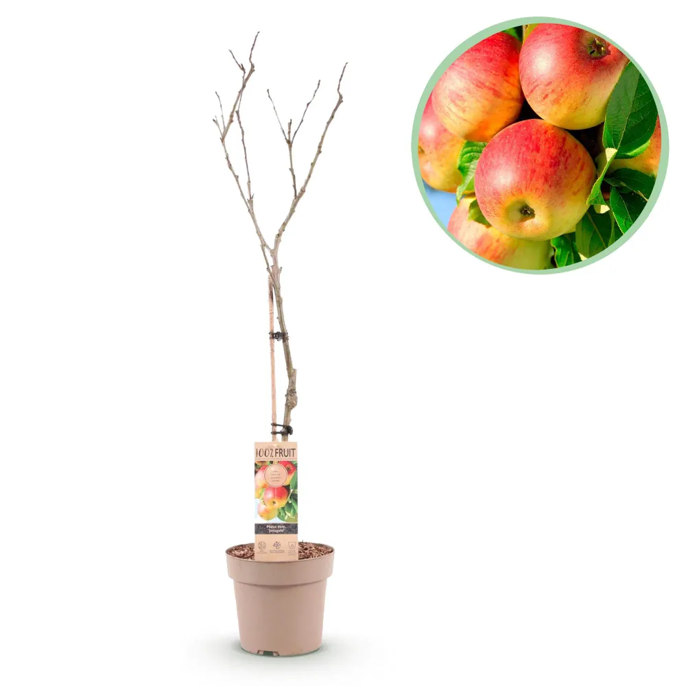 🍏 Malus domestica ‘Jonagold’ – Appelboom Everspring
