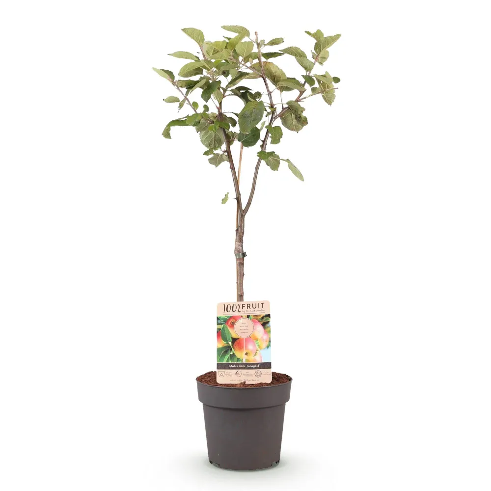 🍏 Malus domestica ‘Jonagold’ – Appelboom Everspring