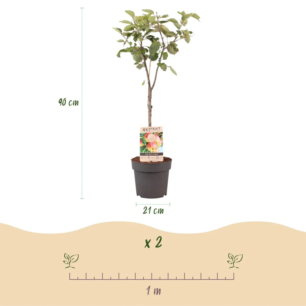 🍏 Malus domestica ‘Jonagold’ – Appelboom Everspring