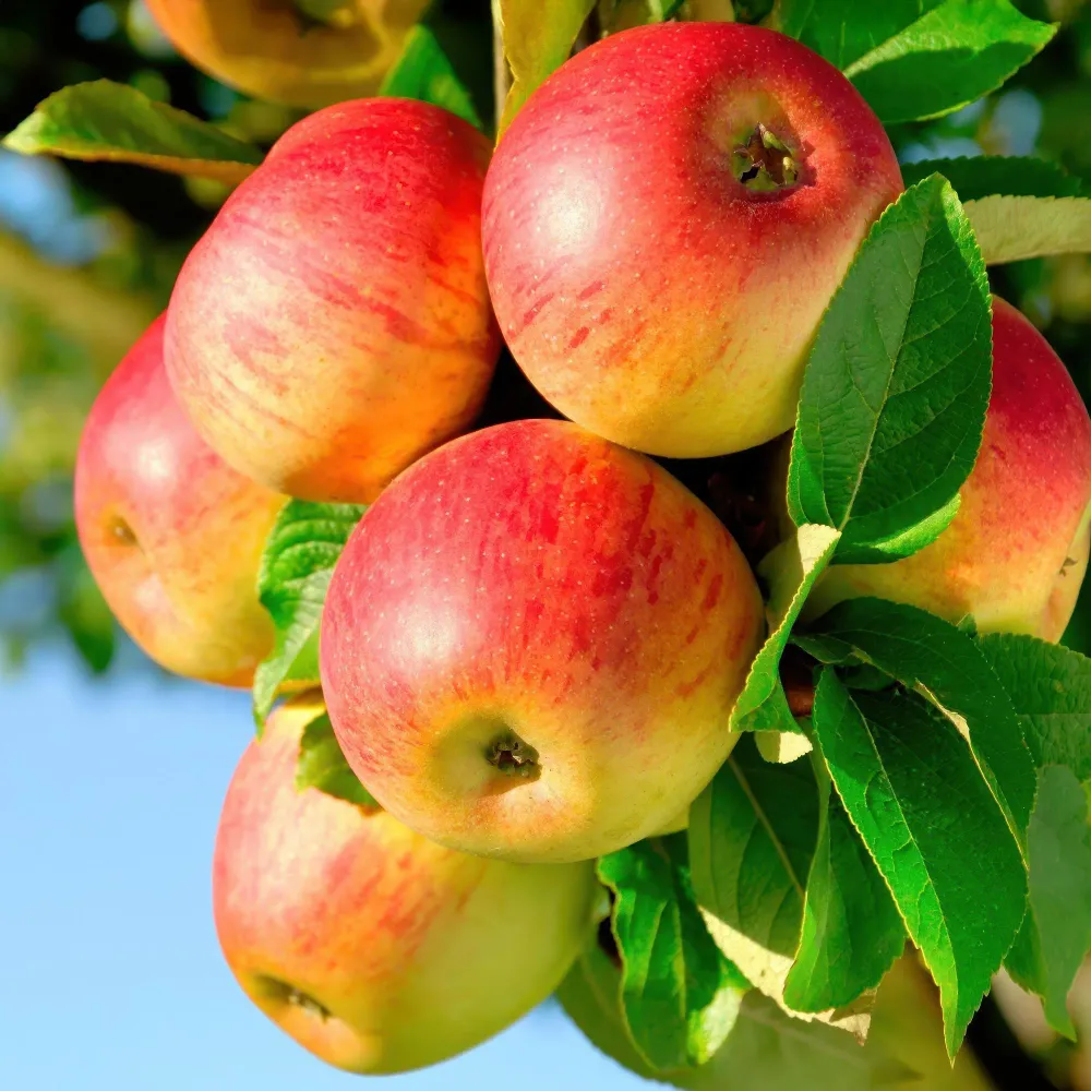 🍏 Malus domestica ‘Jonagold’ – Appelboom Everspring