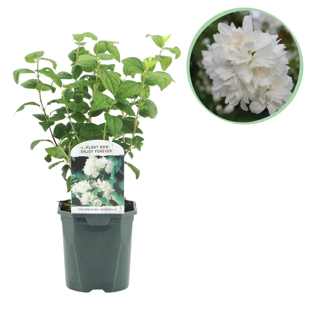 🤍 Philadelphus ‘Snowbelle’ – Boerenjasmijn Everspring