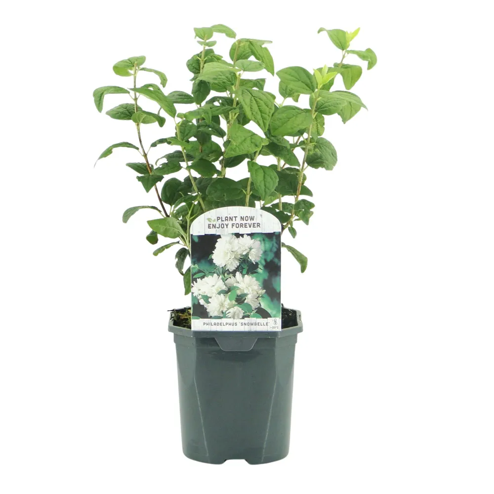 🤍 Philadelphus ‘Snowbelle’ – Boerenjasmijn Everspring