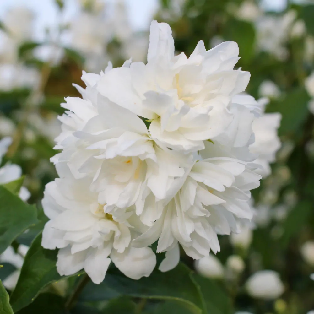 🤍 Philadelphus ‘Snowbelle’ – Boerenjasmijn Everspring
