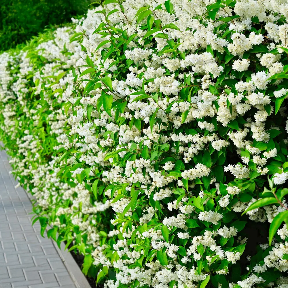 🤍 Philadelphus ‘Snowbelle’ – Boerenjasmijn Everspring