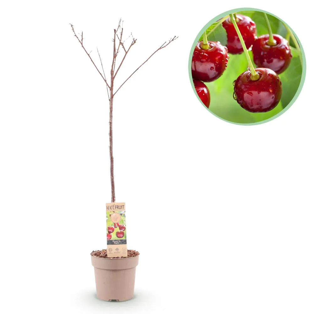 🍒 Prunus avium ‘Regina’ – Kersenboom Everspring